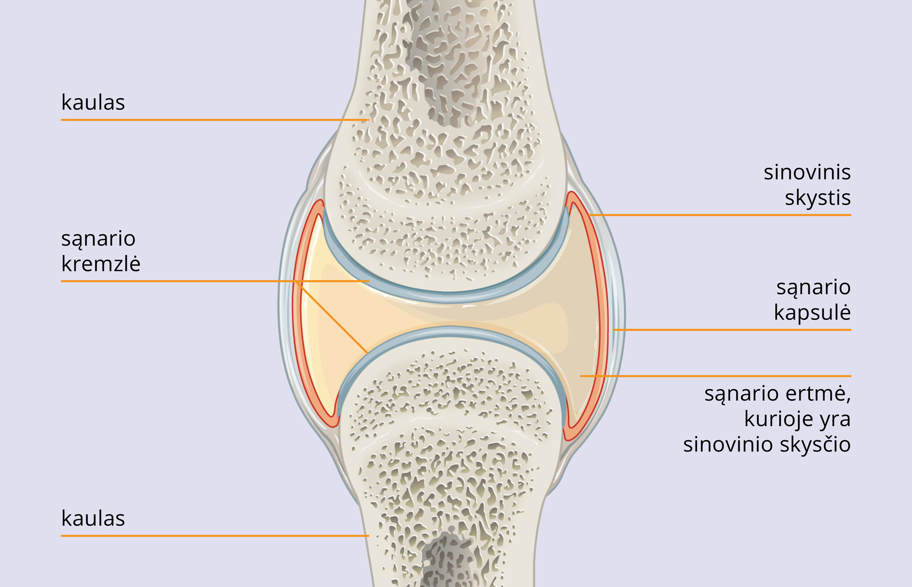 Natural Pharmaceuticals „Movisan® Collagen II” Žmogaus sąnario anatomija su kaulais, sąnario kremzle, sinoviniu skysčiu ir sąnario kapsule.