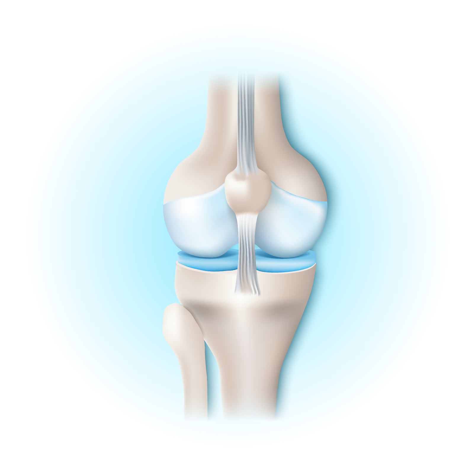 Natural Pharmaceuticals „Movisan® Collagen II” Kelio sąnario anatomijos iliustracija su kaulais, kremzlėmis ir raiščiais, rodančia sąnario struktūrą.