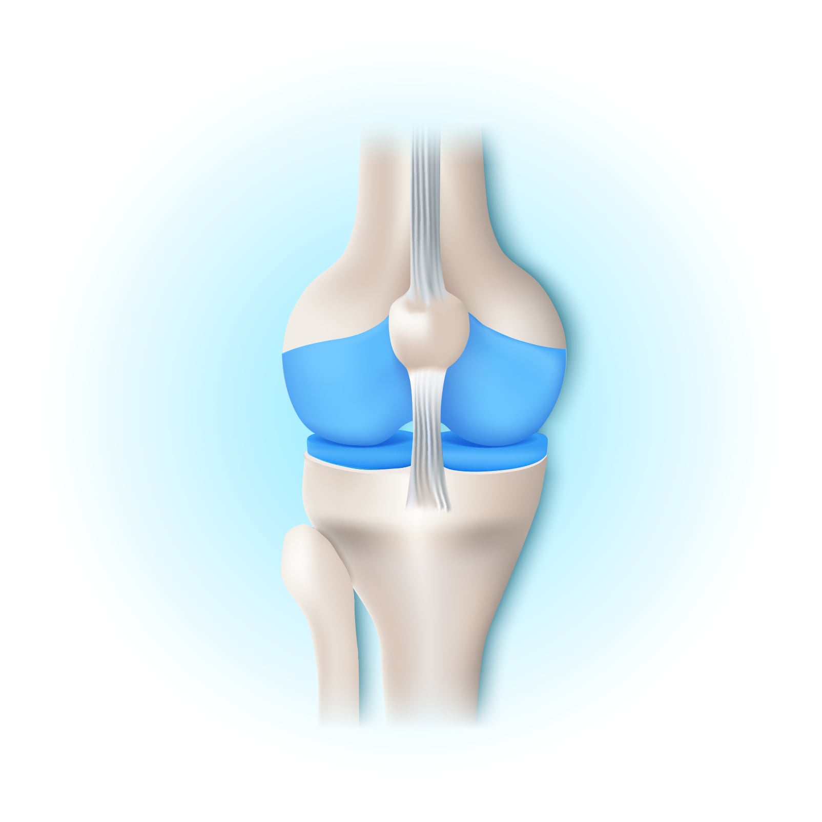 Natural Pharmaceuticals „Movisan® Collagen II” Kelio sąnario anatomijos schema su kremzlėmis ir raiščiais, rodančiais sąnario struktūrą ir judrumą.