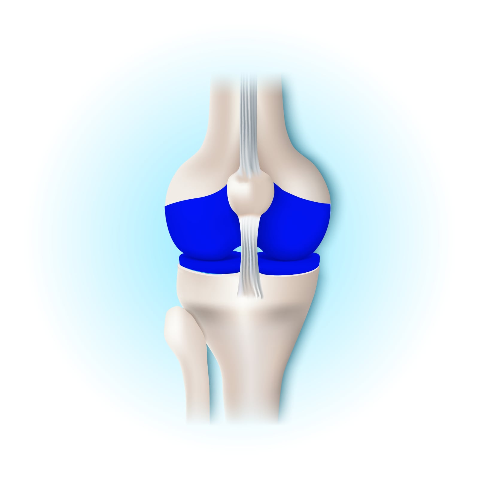 Natural Pharmaceuticals „Movisan® Collagen II” Kelio sąnario anatomija su mėlynai pažymėtu kremzliniu audiniu ir raiščiais, rodanti sąnario struktūrą.